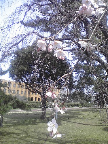 早咲きの桜１